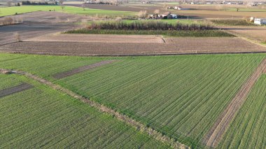 Düzenli sıralarda büyüyen canlı ekinlerle yemyeşil tarım arazilerinin havadan görünüşü