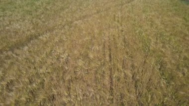 Havadan bakıldığında, olgunlaşmış buğday tarlasının uçsuz bucaksız genişliğini yakalar, altın sapları rüzgarın hareketiyle parıldar, bol miktarda hasat olduğunu gösterir.