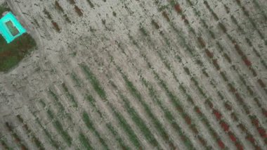 Genç kavak ağaçları yukarıdan görülebiliyor. Po Nehri 'nin yanında bir şebeke şeklinde dikilmiş.