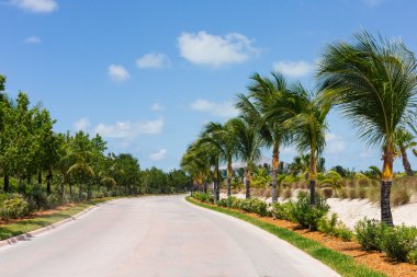 palmiye ağaçları bir yol boyunca