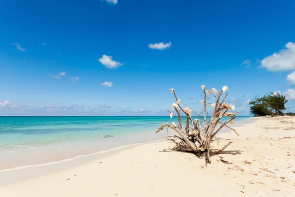 Droge boomtak opleggen aan het strand — Stockfoto