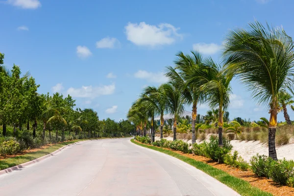 Palmbomen langs een weg — Stockfoto