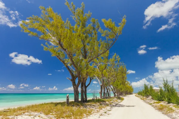 Image of trees along a pathway on the beach — Stock Photo, Image