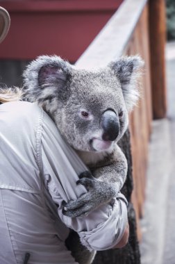 Bir kişi tarafından taşınırken koala
