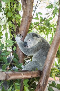 Uykulu koala bir ağaçta dinlenme