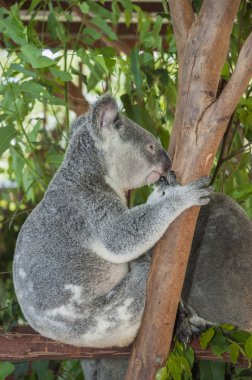 bir ağacın altında oturup koala