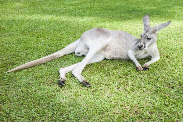 Kangaroo sleeping on the ground — Stock Photo, Image
