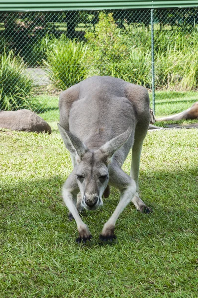 Kangaroo stretching in its enclosure — Stock Photo, Image