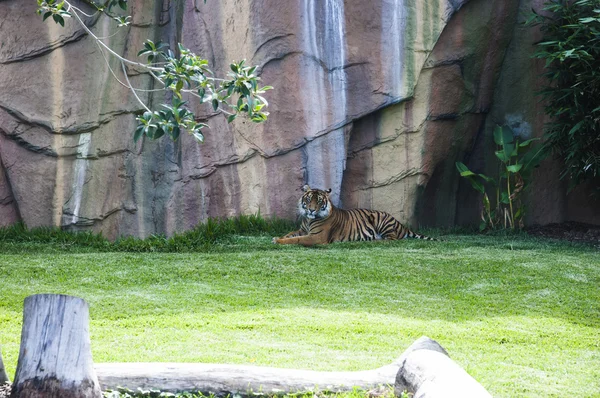 Tiger resting in shade — Stok fotoğraf