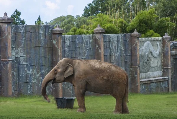 Agua potable de elefante asiático —  Fotos de Stock