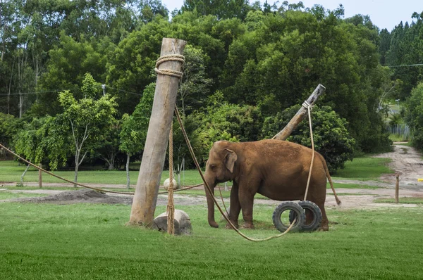 Elefante asiático en un zoológico —  Fotos de Stock