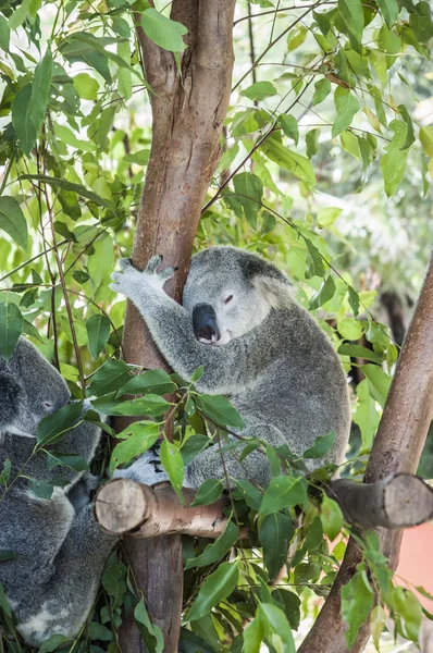 Koala ağaçta uyuyor. — Stok fotoğraf