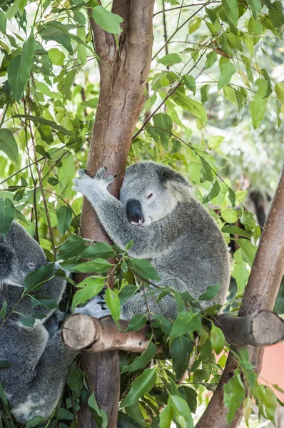 Koala ağaçta uyuyor.