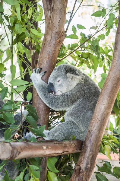 Álmos koala pihen egy fa — Stock Fotó