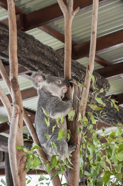 Koala climbing a tree — Stock Photo, Image