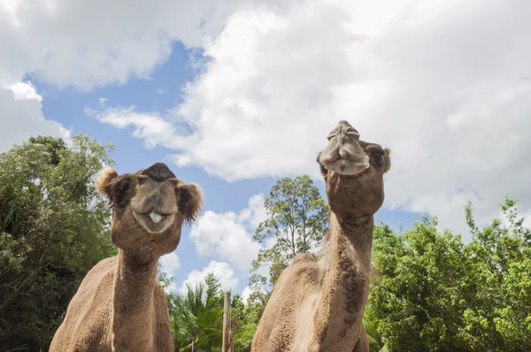 Twee kamelen in een dierentuin — Stockfoto