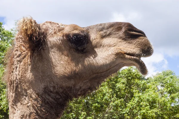 Pictureof van een kameel hoofd — Stockfoto