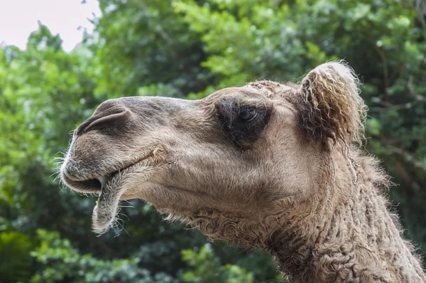 Camel met een gekrulde vacht — Stockfoto