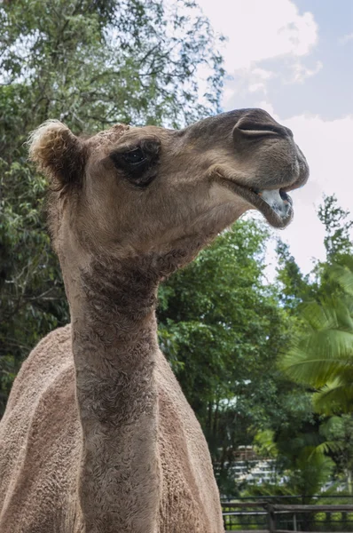 Portrait of a camel — Stock Photo, Image