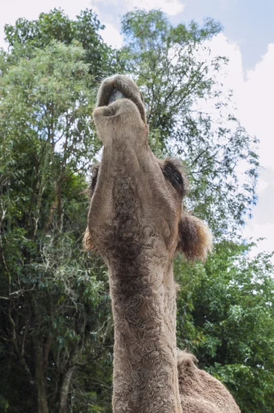 Camel stretching its neck — Stock Photo, Image