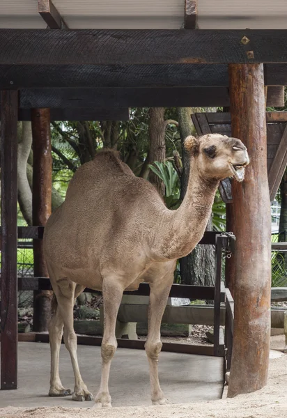 Solitary camel in its enclosure — Stock Photo, Image