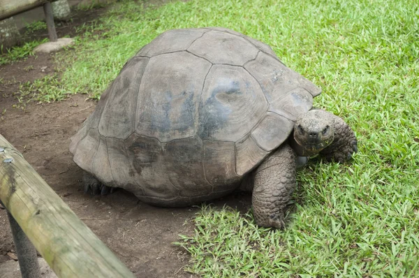 Красивая черепаха в своем корпусе — стоковое фото