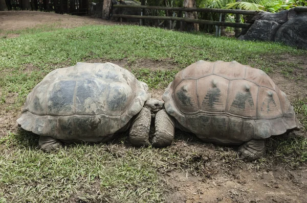 Twee schildpadden in een dierentuin — Stockfoto