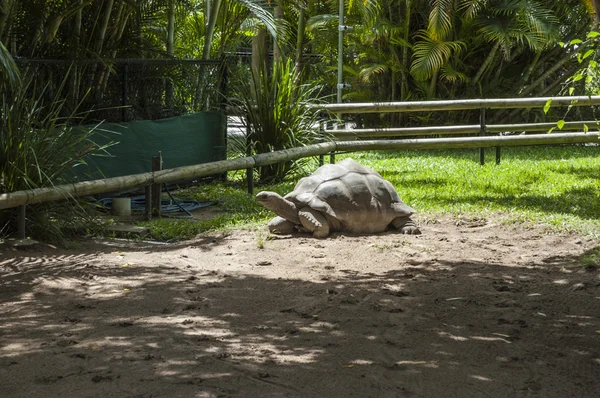 Schildpad aan het warmrijden in de zon — Stockfoto