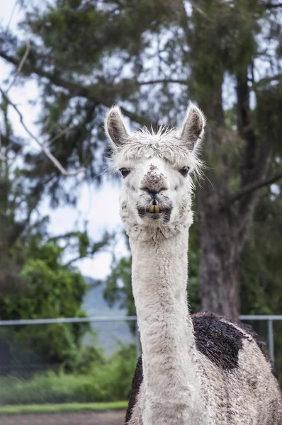 Portrait of an alpaca — Stock Photo, Image