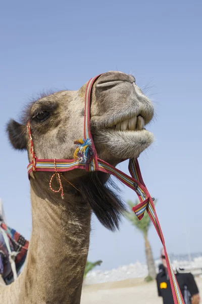 Cute transport camel with bridle — Stock Photo, Image