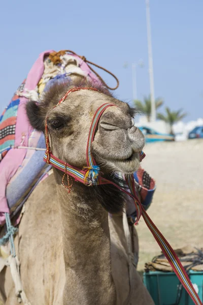 Vervoer kameel met hoofdstel — Stockfoto