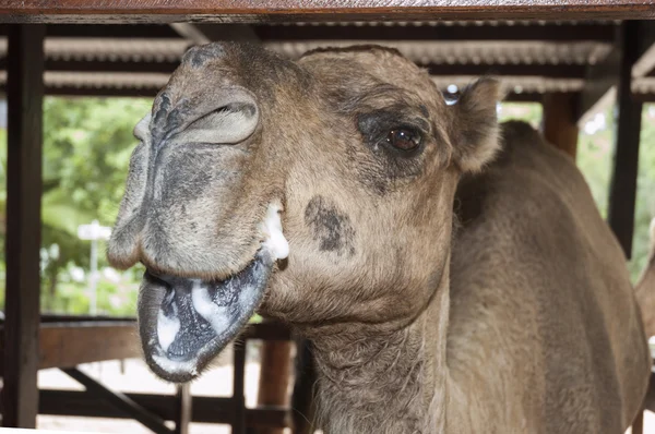 Καμήλα ποζάρουν για μια φωτογραφική μηχανή — Φωτογραφία Αρχείου
