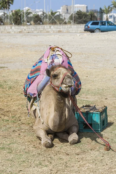 Camel resting on the ground — Stock Photo, Image