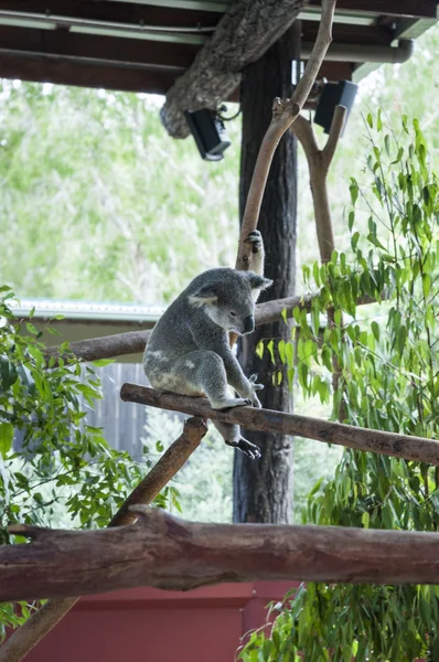 Koala jouant dans son enceinte Photo De Stock
