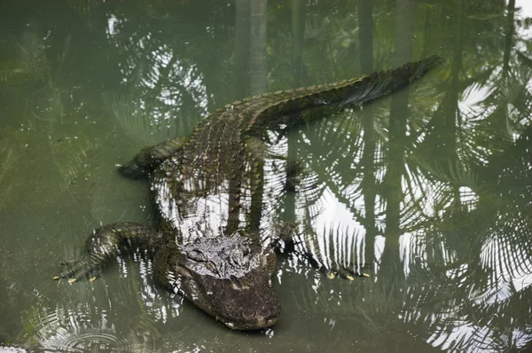 Alligator swimming underwater Stock Photo