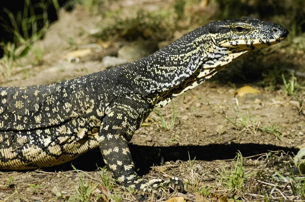 Beautiful monitor lizard Royalty Free Stock Photos