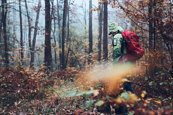 Woman with backpack wandering around a forest on autumn cold day. Back view of middle age active woman going along forest path actively spending time