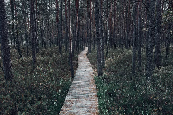Ξύλινο Μονοπάτι Οδηγεί Μέσα Από Βάλτο Και Δάσος Ένα Φυσικό — Φωτογραφία Αρχείου