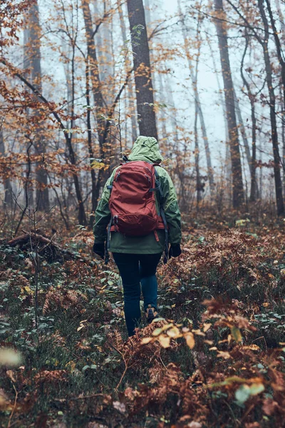 Woman with backpack wandering around a forest on autumn cold day. Back view of middle age active woman going along forest path actively spending time