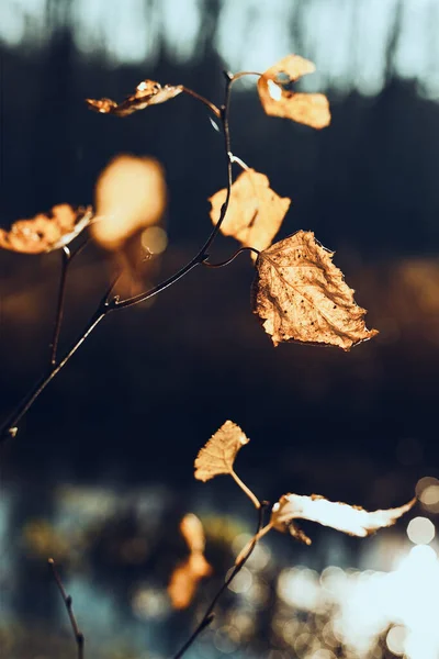 Verschwommener Herbst Welken Blättern Hintergrund Hinterleuchtete Orangefarbene Blätter Natürliche Szenerie — Stockfoto