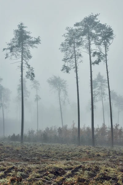 Grands Arbres Dans Brouillard Épais Paysage Naturel Vue Sur Forêt — Photo