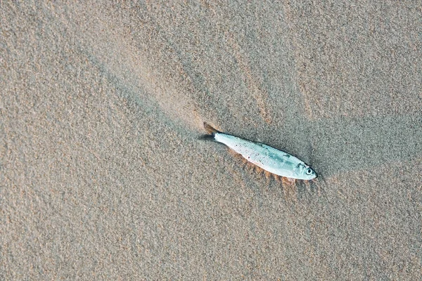 Small Dead Fish Beach Polluted Environment Contaminated Water — Stock Photo, Image