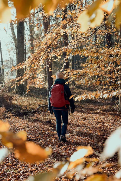 Vrouw Met Rugzak Zwerven Een Bos Zonnige Herfstdag Achteraanzicht Van — Stockfoto