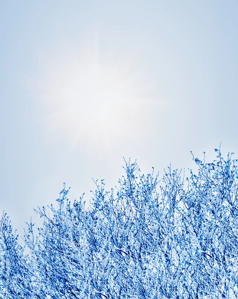 Gefrorene Äste — Stockfoto