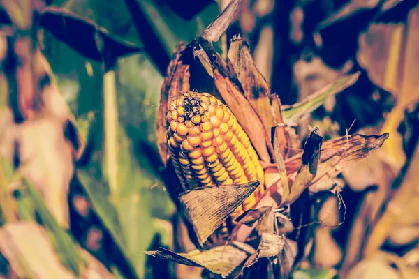 Campo de maíz en otoño — Foto de Stock