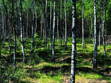 Yaz manzarası Birch Grove Ormanı Doğal Güzellik Fotoğrafı