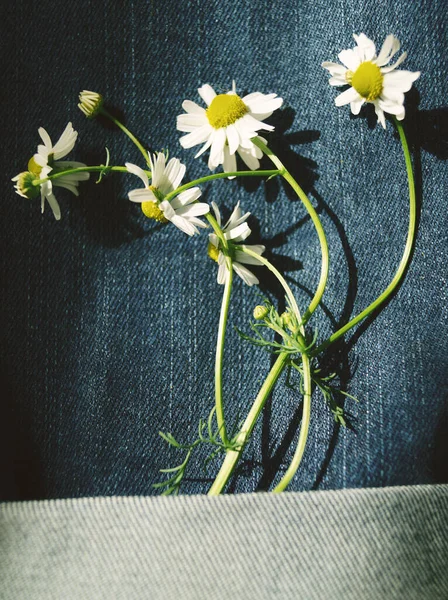 Witte Kamille Bloemen Blauwe Denim Achtergrond Verticale Macro Foto — Stockfoto