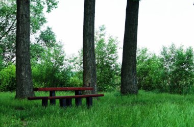 Doğada dinlenmek için güzel bir yer. Büyük ağaçlar arasında ahşap banklar yaz manzarası.