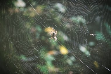 Ormandaki ağaçların arasında şeffaf örümcek ağı vahşi yaşam böceği güzel arka plan yatay makro fotoğraf 