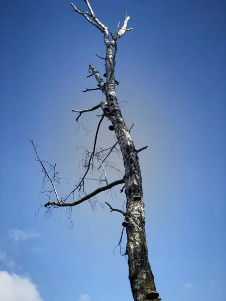 White Black Birch Tree Trunk Blue Sky Vertical Image — Stock Photo, Image